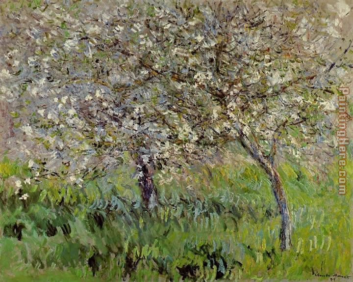 Apple Trees in Bloom at Giverny painting - Claude Monet Apple Trees in Bloom at Giverny art painting
